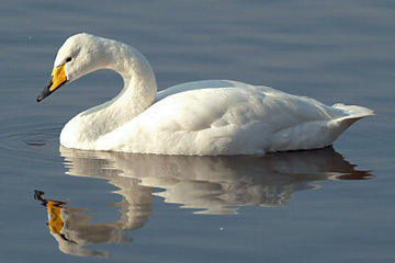 De Wilde zwaan